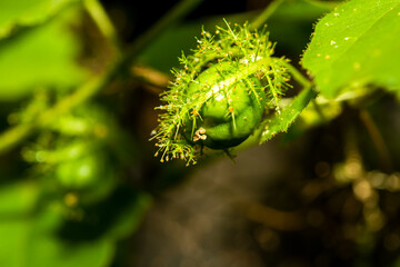 Passiflora foetida