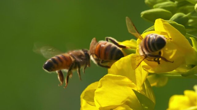 honey bee flying on yellow flower in spring field