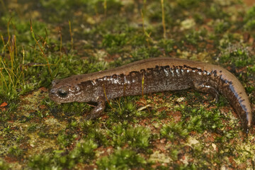 Closeup on an adult Siberian salamander, Salamandrella keyserlingii sitting on a stone