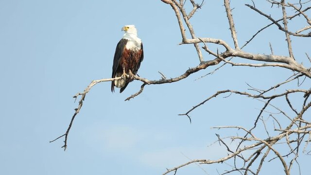 Wide shot of an African fish eagle perched in a tree with blue sky in the background, Khwai Botswana.