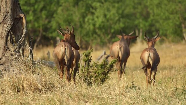 Close full body shot of a herd of tessebe walking away, Khwai Botswana.