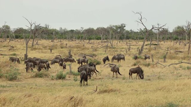 Extreme wide shot of a herd of blue wildebeest feeding on the dry plains in Khwai Botswana.