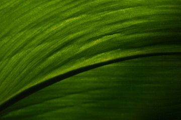 Close up of natural green leaves background. Color tone dark in the morning. Leaf texture
