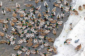 A large flock of mallard ducks on the banks of the Yenisei in anticipation of feeding