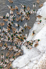 A large flock of mallard ducks on the banks of the Yenisei in anticipation of feeding
