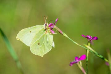 A butterfly on a flower in a bright summer day.