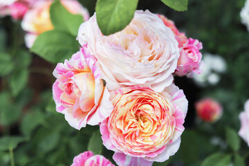 Roses blooming in the rose garden