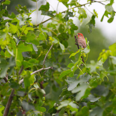 House finch through the leaves of the trees