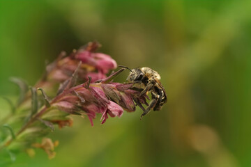 Closeup on a hairy female of the Red Bartsia Blunt horn bee, Meliita tricincta, on it's host plant, Odontites vulgaris