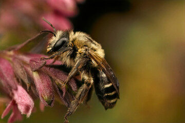 Closeup on a hairy female of the Red Bartsia Blunt horn bee, Meliita tricincta, on it's host plant,...