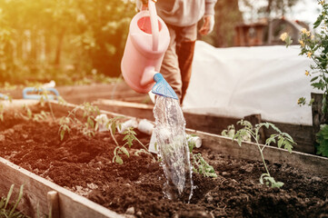 senior woman irrigate water from a watering can into the soil in the garden bed for planting...