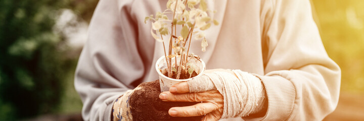 Fototapeta female bandaged elderly hands of senior woman holding a recycled plastic cup with seedlings of sprouts of plant tomato for planting in soil in homesteading. subsistence agriculture. banner. flare obraz