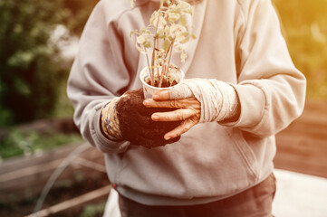 female bandaged elderly hands of senior woman holding a recycled plastic cup with seedlings of green sprouts of plant tomato for planting in the soil in homesteading. subsistence agriculture. flare