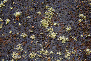 green moss and lemongrass on stone