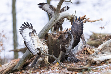Common buzzard ( buteo buteo ) duel of predators for prey. Wildlife scenery. Birds of prey.