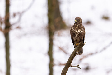 Common buzzard ( buteo buteo ) sitting on a branch in the winter forest. Wildlife scenery. Birds of prey, Predator.