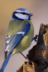 The Blue tit (Parus Major) sitting on branch. wildlife