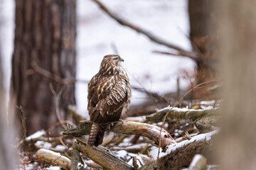 Common buzzard ( buteo buteo ) sitting on a branch in the winter forest. Wildlife scenery. Birds of...