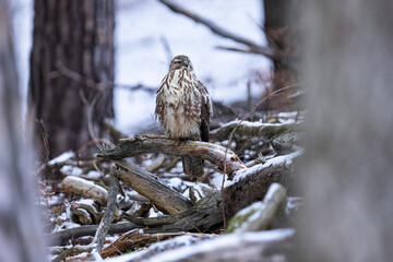 Common buzzard ( buteo buteo ) sitting on a branch in the winter forest. Wildlife scenery. Birds of prey, Predator.