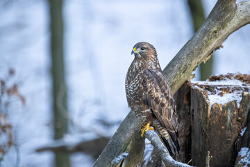 Common buzzard ( buteo buteo ) sitting on a branch in the winter forest. Wildlife scenery. Birds of prey, Predator.