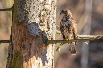 Common buzzard ( buteo buteo ) sitting on a branch in the winter forest. Wildlife scenery. Birds of...