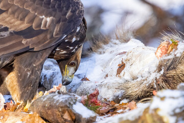 Golden Eagle (Aquila chrysaetos) eats its prey
