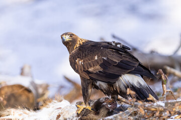 Golden Eagle (Aquila chrysaetos) eats its prey