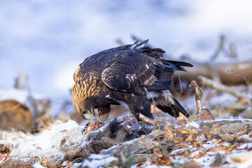 Golden Eagle (Aquila chrysaetos) eats its prey