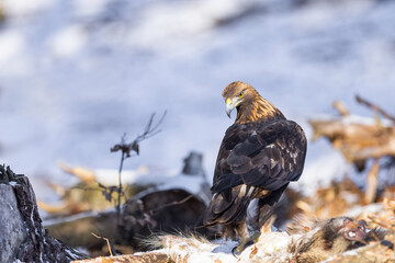 Golden Eagle (Aquila chrysaetos) eats its prey
