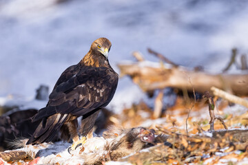 Golden Eagle (Aquila chrysaetos) eats its prey