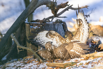 Common buzzard ( buteo buteo ) duel of predators for prey. Wildlife scenery. Birds of prey.