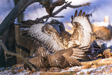 Common buzzard ( buteo buteo ) duel of predators for prey. Wildlife scenery. Birds of prey.
