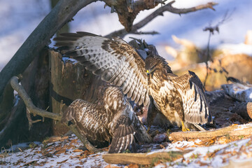 Common buzzard ( buteo buteo ) duel of predators for prey. Wildlife scenery. Birds of prey.