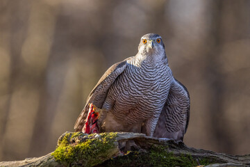goshawk sittings in the branch in the forest (Accipiter gentilis)