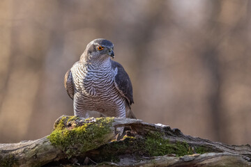 goshawk sittings in the branch in the forest (Accipiter gentilis)