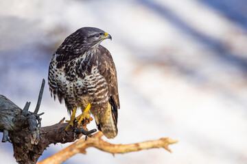 Common buzzard ( buteo buteo ) sitting on a branch in the winter forest. Wildlife scenery. Birds of...