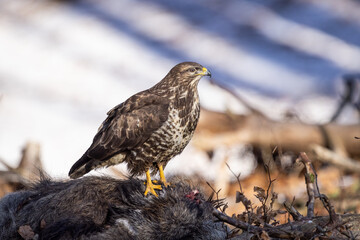 Common buzzard ( buteo buteo ) feeding food . Wildlife scenery, winter time. Birds of prey, Predator.