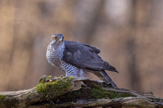 goshawk sittings in the branch in the forest (Accipiter gentilis)
