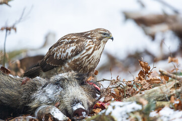 Common buzzard ( buteo buteo ) feeding food . Wildlife scenery, winter time. Birds of prey,...