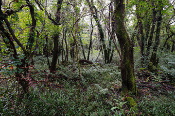 a dense autumn forest with old trees