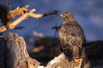 Common buzzard ( buteo buteo ) sitting on a branch in the winter forest. Wildlife scenery. Birds of prey, Predator.