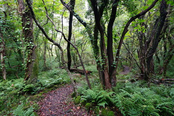 a refreshing autumn forest with a path