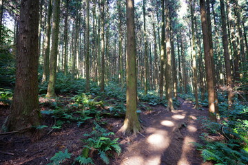 a fascinating cedar forest in the sunlight