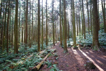 cedar and fern in the sunny autumn forest