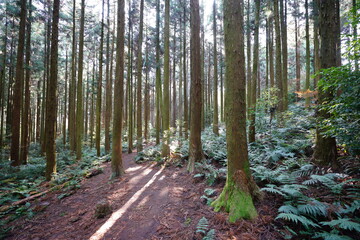 cedar and fern in the sunny autumn forest
