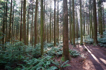 cedar and fern in the sunny autumn forest
