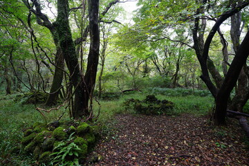 Obraz premium a dense autumn forest with old trees