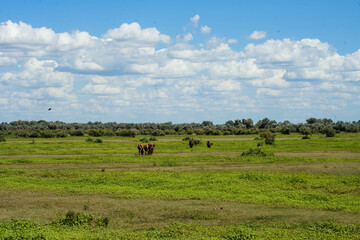 green meadow with grass against the sky