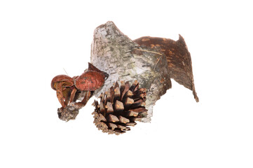birch bark isolated on white background