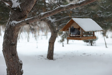 Cute pigeon on wooden bird feeder in snowy park